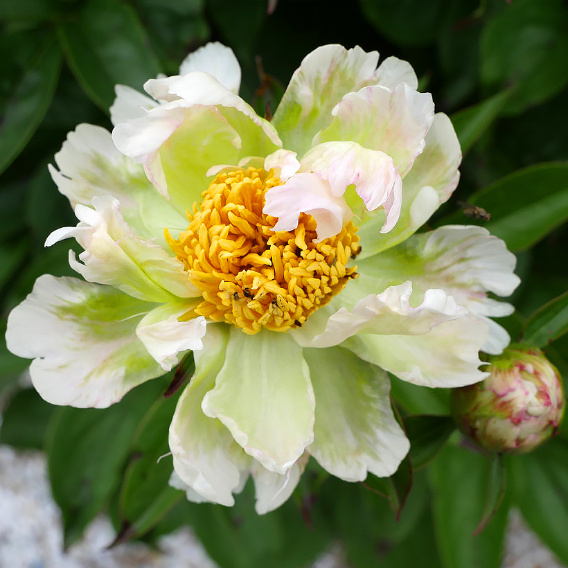Peonie