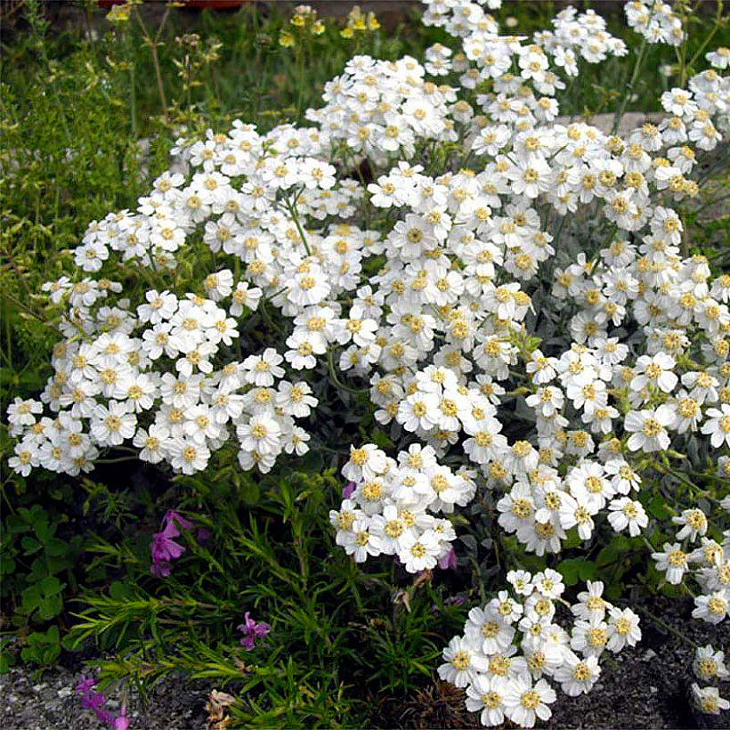 Achillea a fiore bianco