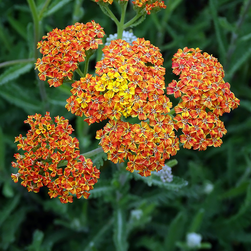 Achillea a fiore giallo e arancione