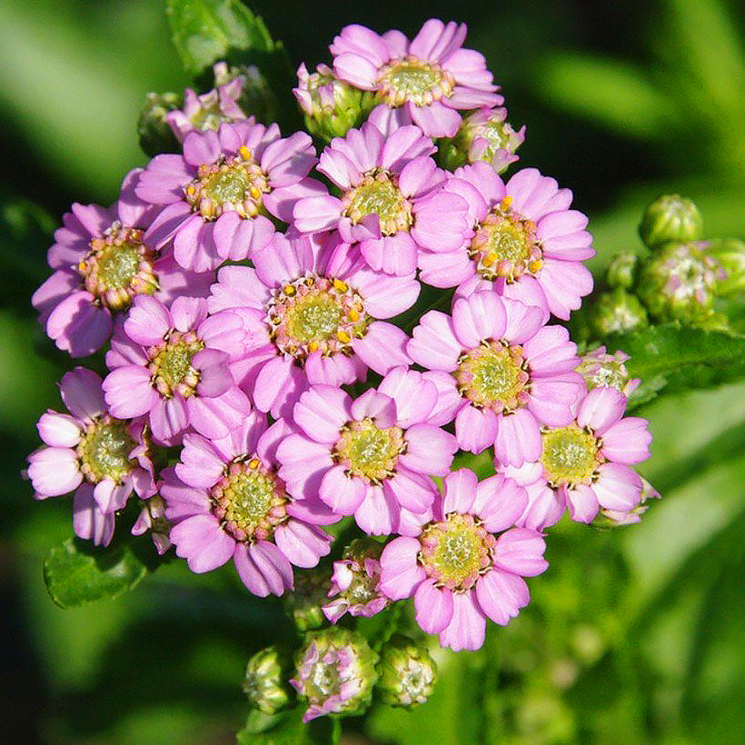 Achillea a fiore rosa