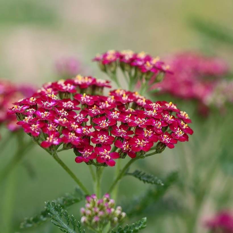 Achillea a fiore rosso