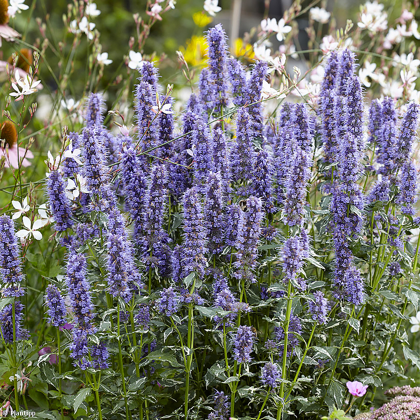 Agastache a fiori blu