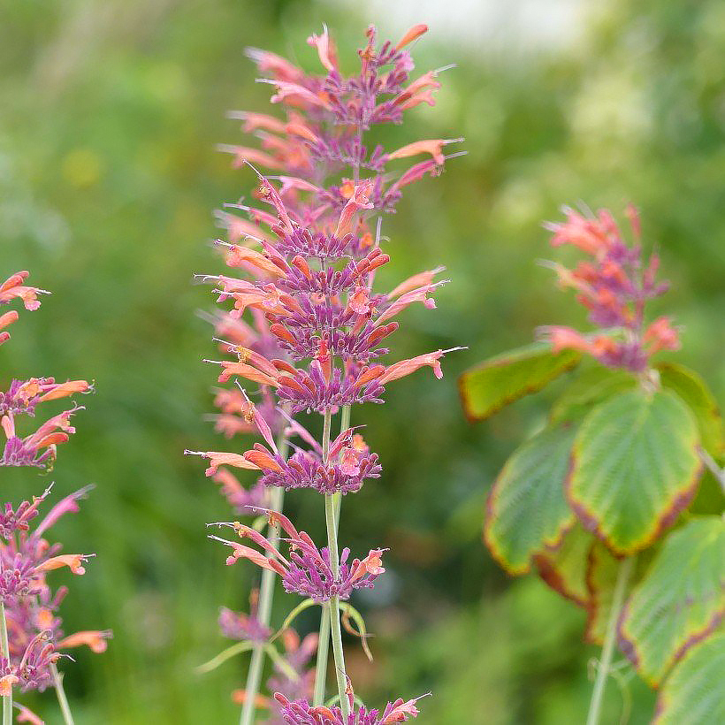 Agastache a fiori rosa