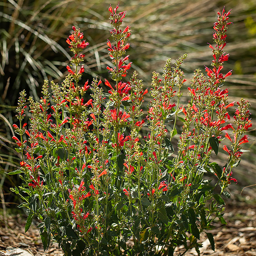 Agastache rossi