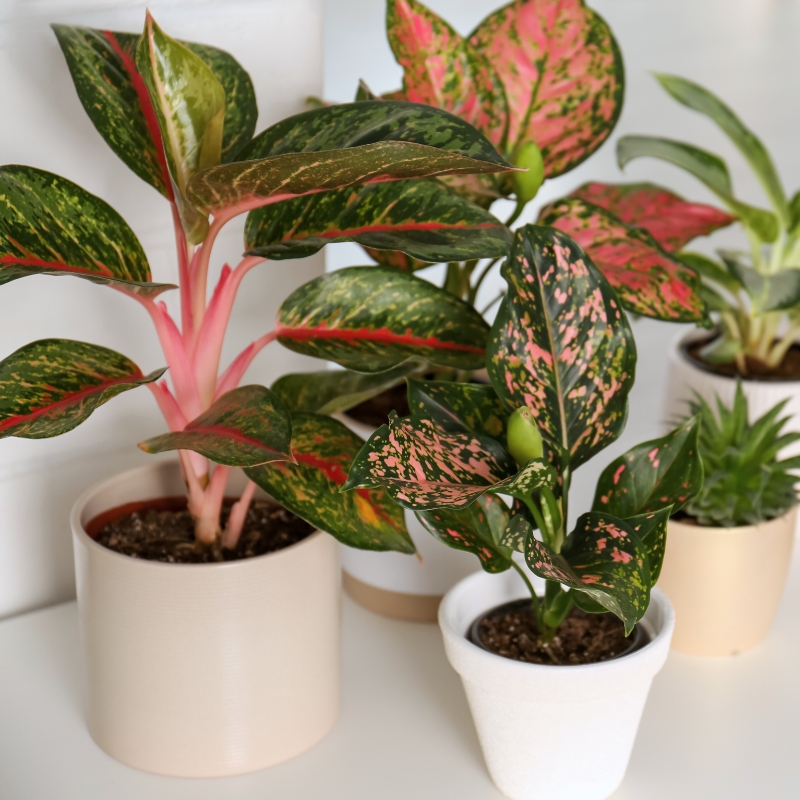 Aglaonema