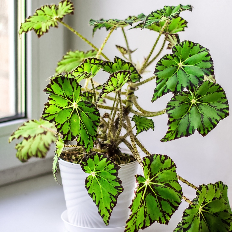 Begonia da interno