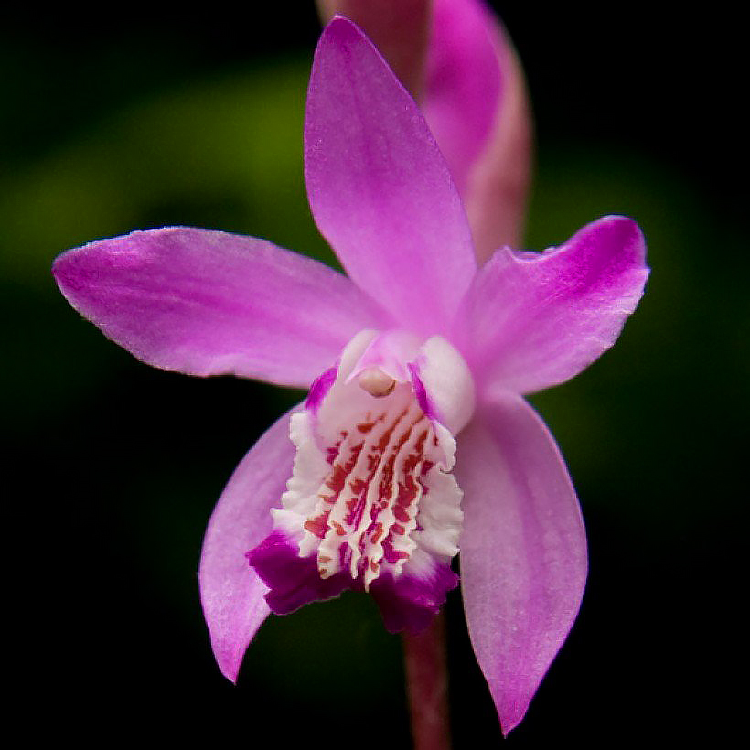 Bletilla