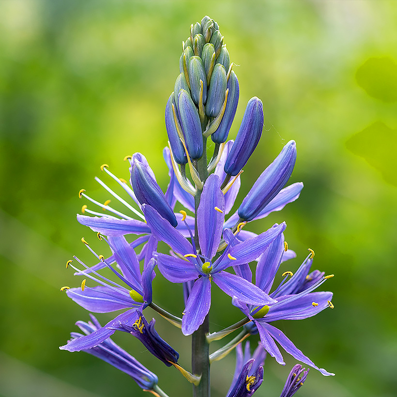 Camassia