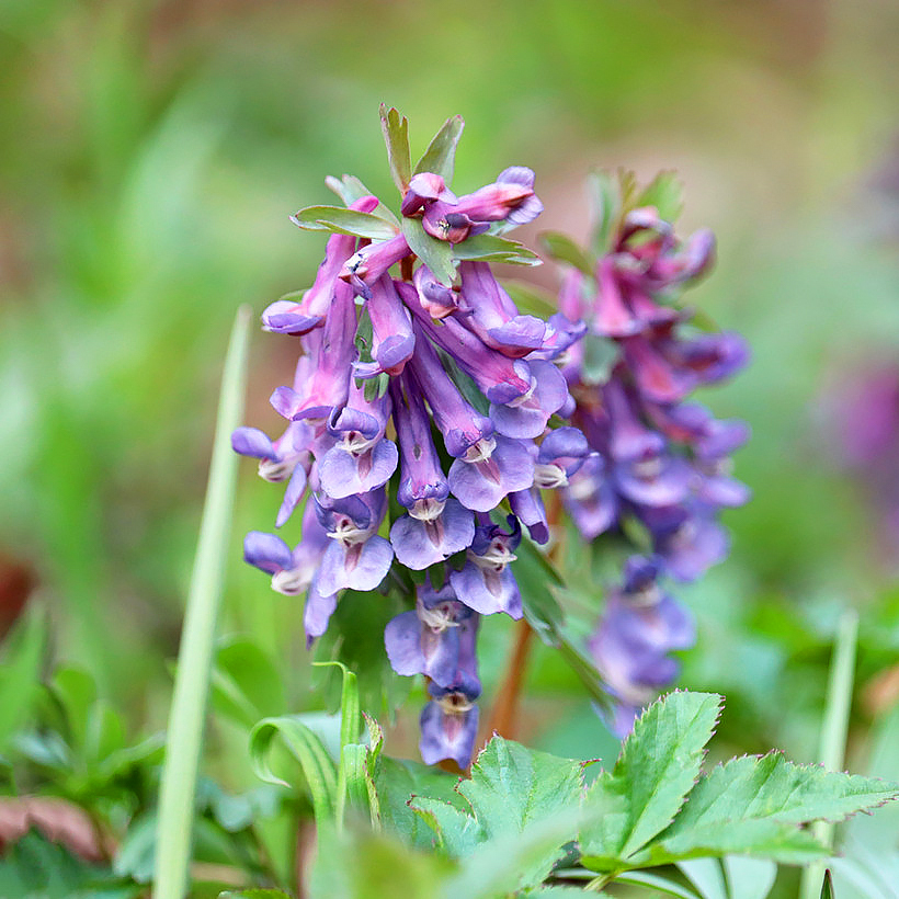 Corydalis bulbose