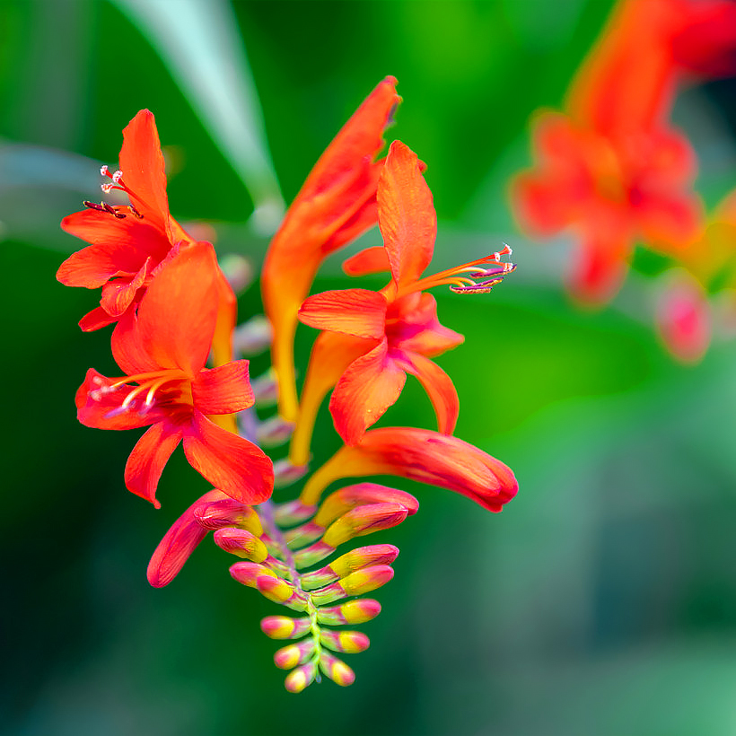 Crocosmie