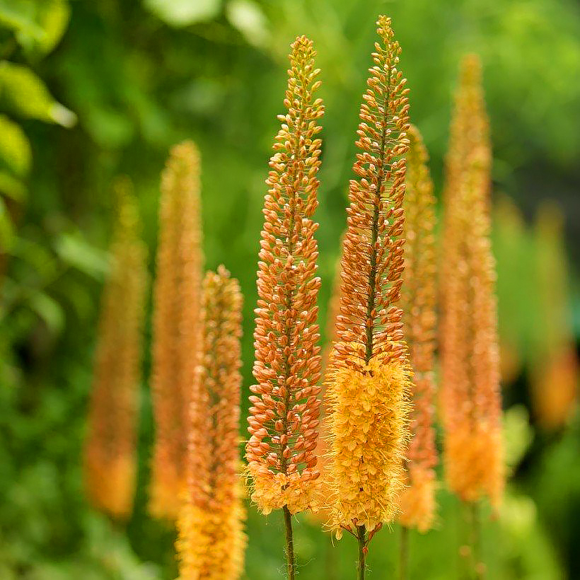 Eremurus - Candela del deserto