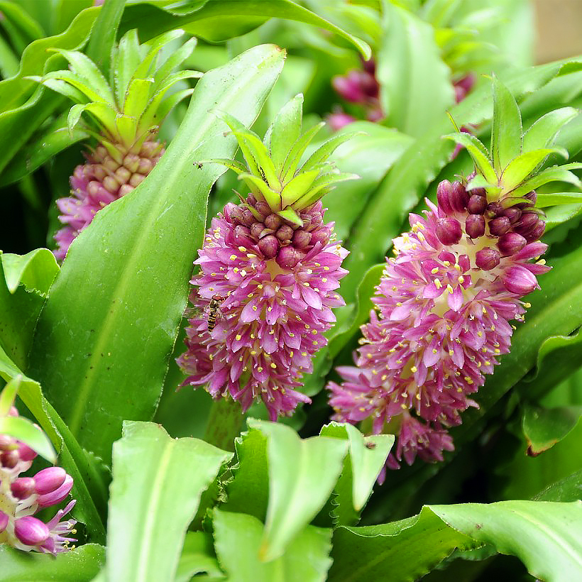 Eucomis