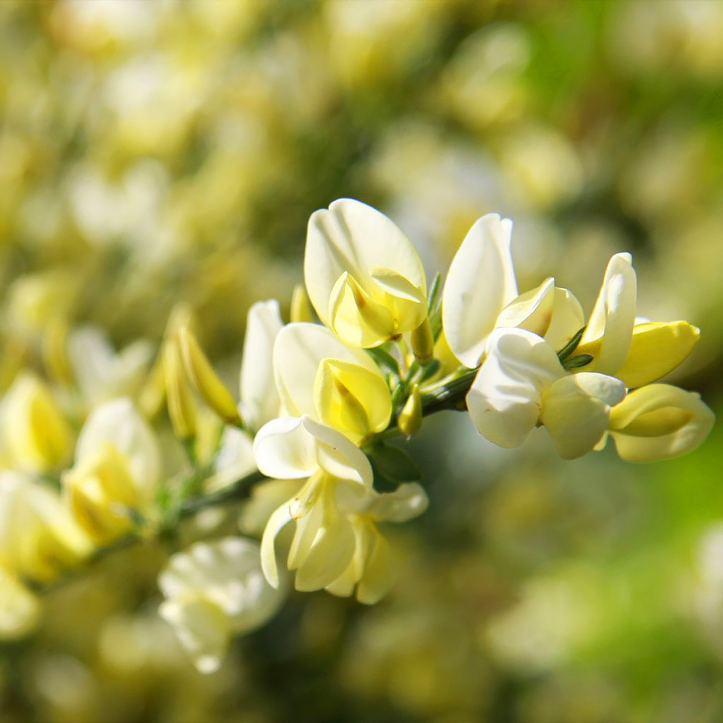 Ginestre a fiori gialli