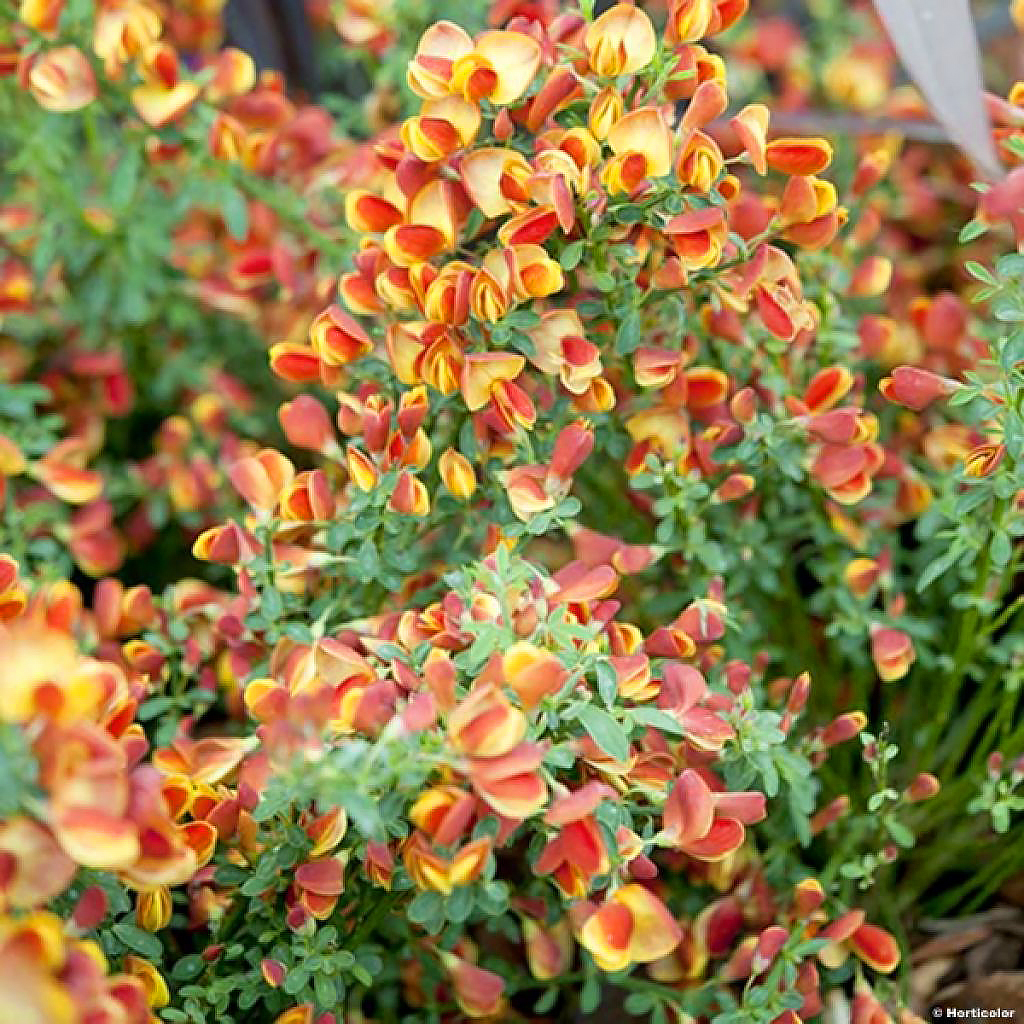 Ginestre a fiori arancioni