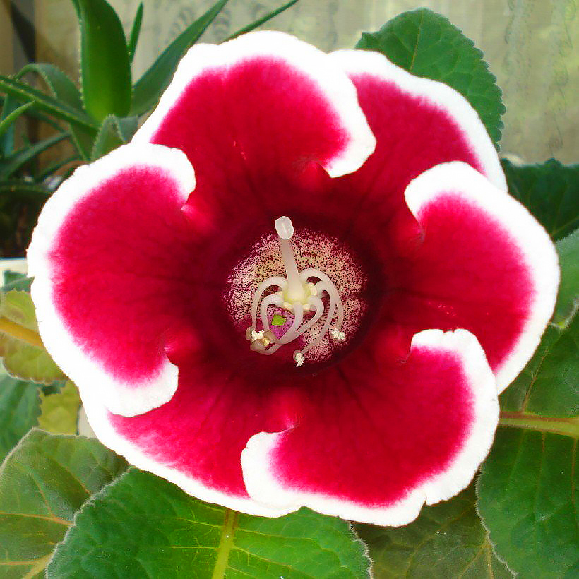 Gloxinia