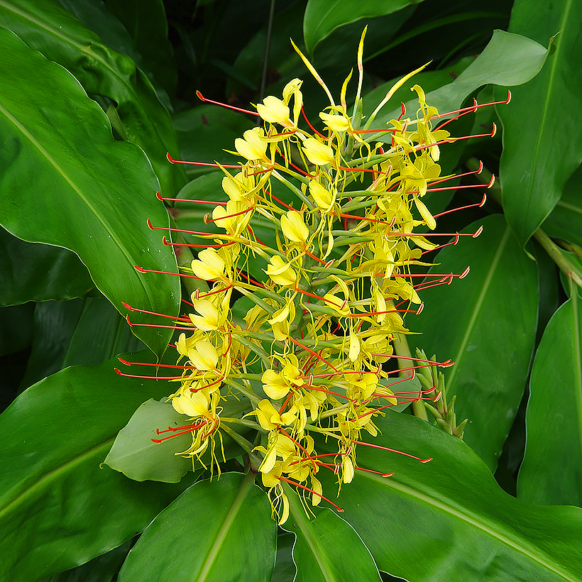 Hedychium