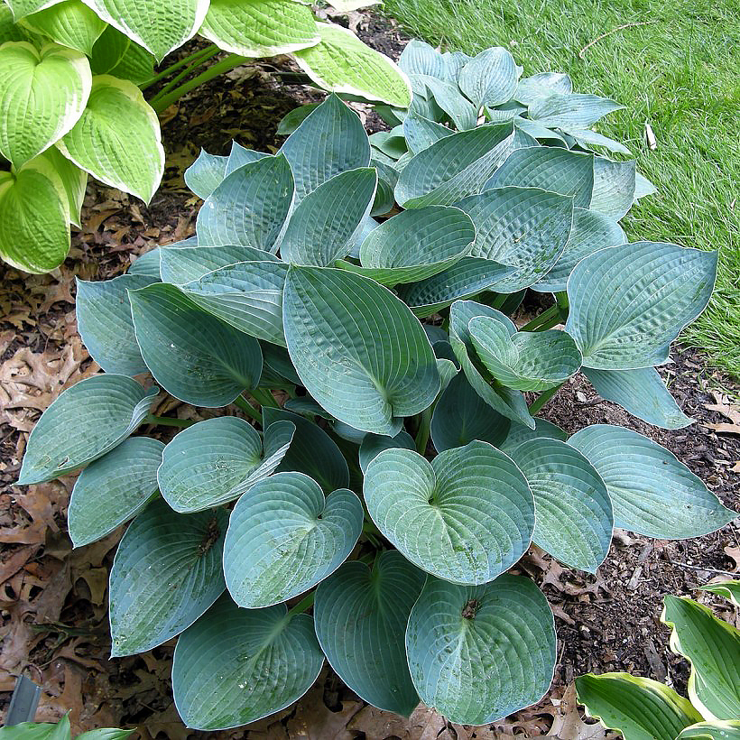 Hosta a fogliame blu