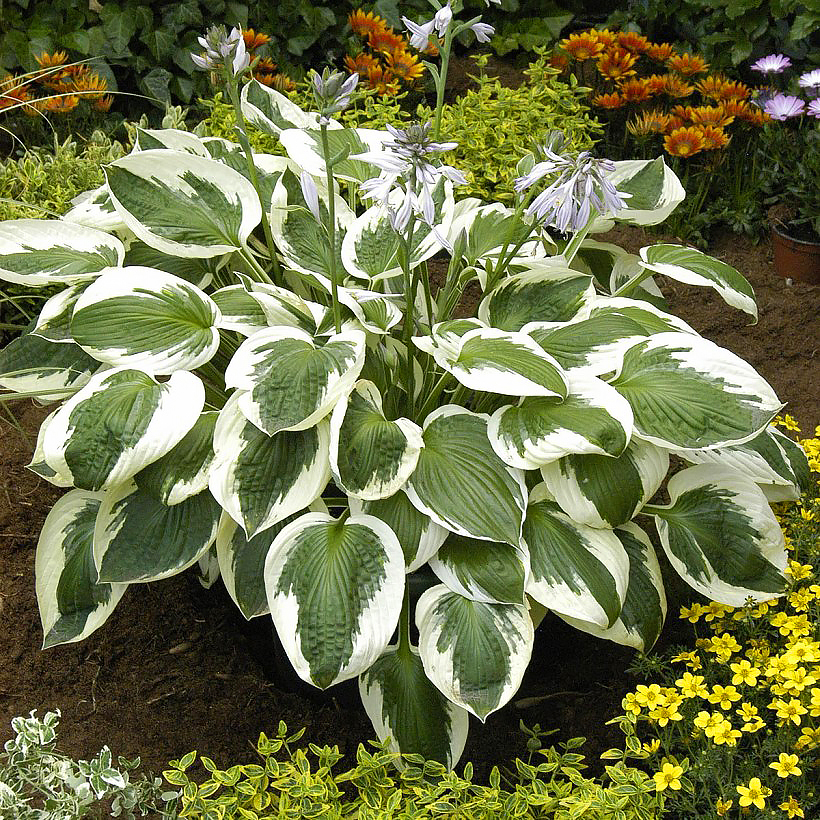 Hosta a fogliame variegato