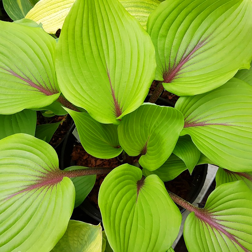 Hosta a fogliame verde