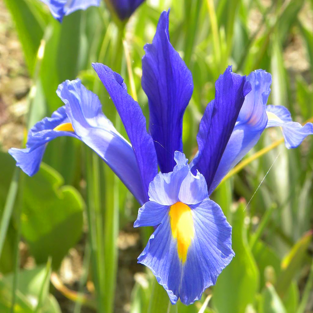 Iris bulbose