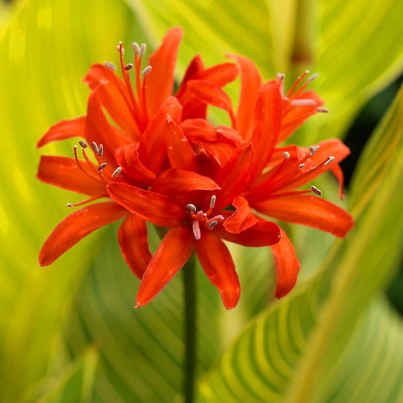 Nerine