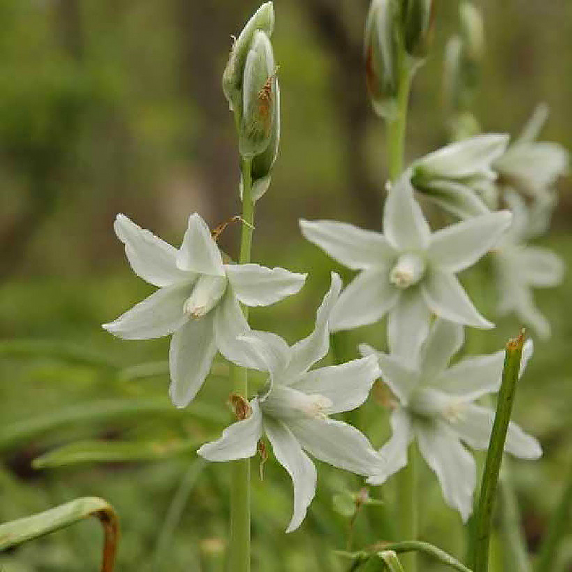 Ornithogalum - Ornitogallo