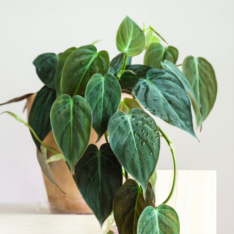 Filodendro - Philodendron