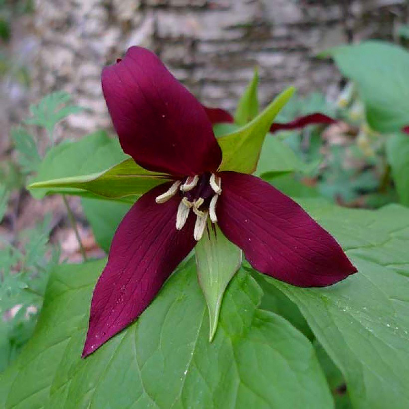 Trillium