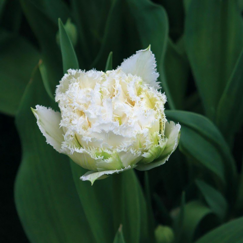 Tulipani a fiori bianchi