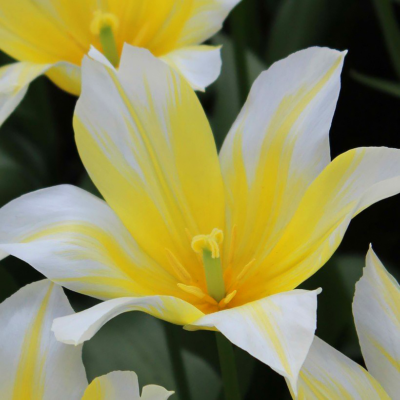 Tulipani a fiori gialli