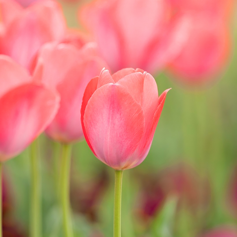 Tulipani a fiori rosa