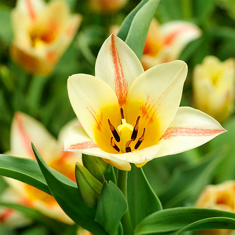 Tulipani botanici