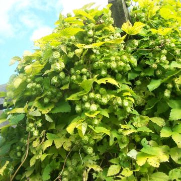 Luppolo Bio - Ferme de Sainte Marthe - Humulus lupulus