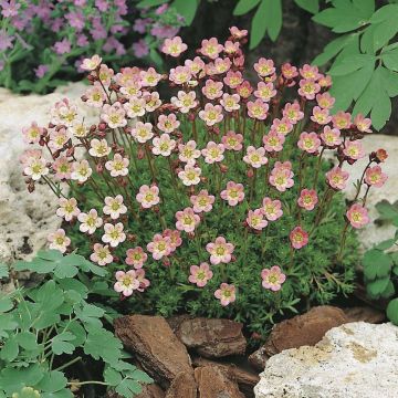 Saxifraga arendsii Compactum - Sassifraga