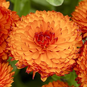 Calendula officinalis Néon - Calendola