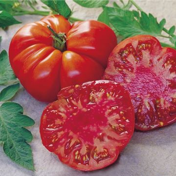 Pomodoro costoluto Tomande F1 Bio