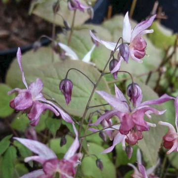 Epimedium Asiatic hybrids