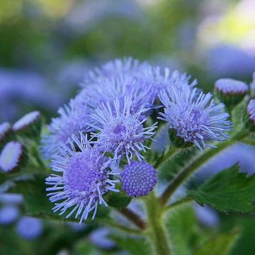 Ageratum Packstar Blue