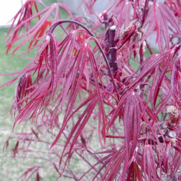 Acer palmatum Pung Kill - Acero giapponese