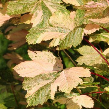 Acer pseudoplatanus Simon-Louis Frères