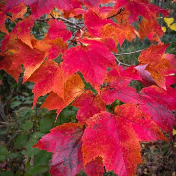 Acer rubrum Sun Valley - Acero Rosso