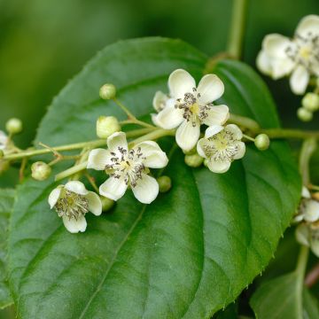 Mini kiwi Actinidia arguta Romeo