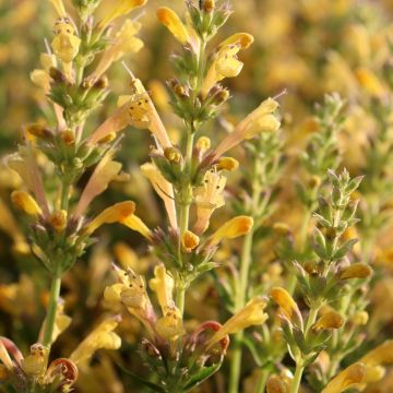 Agastache Kudos Yellow