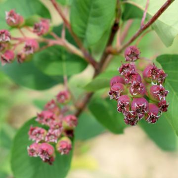 Amelanchier alnifolia Martin - Amelanchier