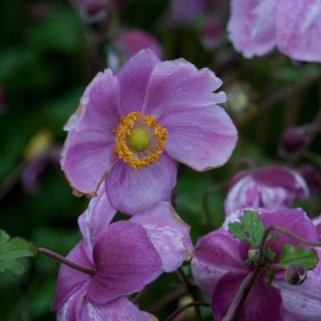 Anemone Rosenschale - Anemone giapponese