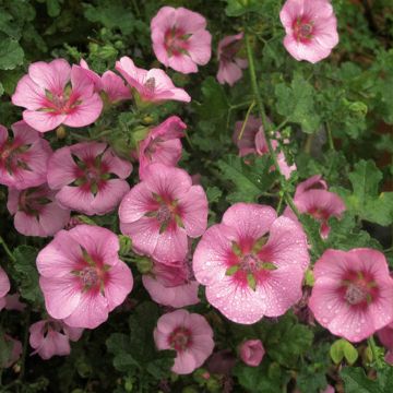 Anisodontea malvastroides Cristal rose - Malva del Capo