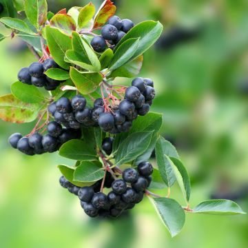 Aronia x prunifolia Lowberry Little Helpers - Aronia