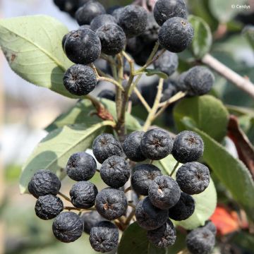 Aronia x prunifolia - Aronia