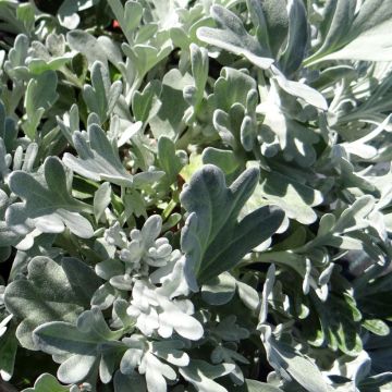 Artemisia stelleriana Mori's Strain