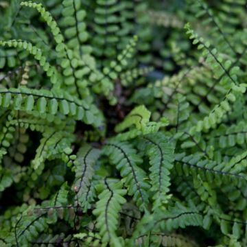 Asplenium trichomanes - Asplenio tricomane